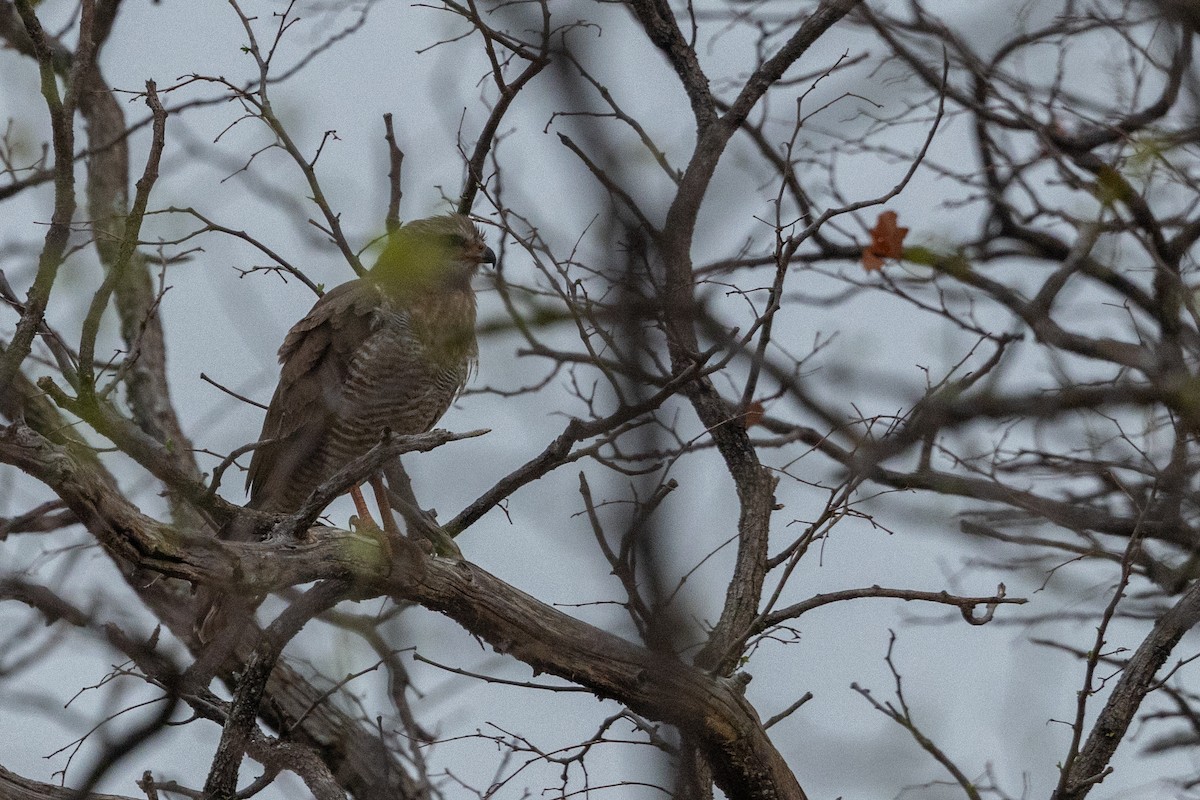 Dark Chanting-Goshawk - Mauricio Garcia-Ramos