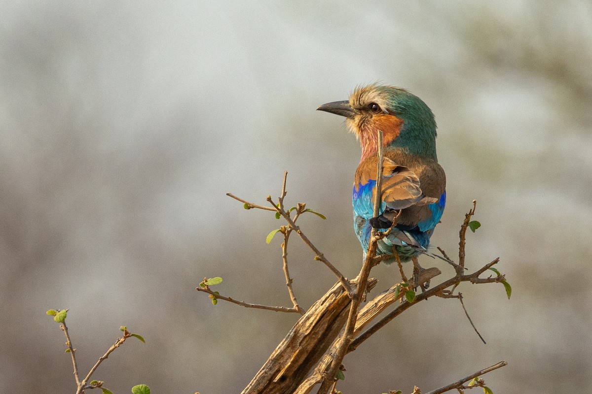 Lilac-breasted Roller - Mauricio Garcia-Ramos