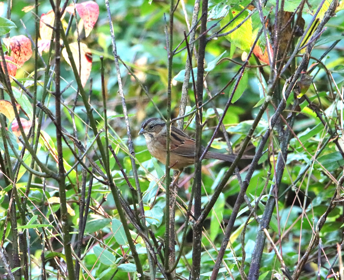 Swamp Sparrow - ML610202231