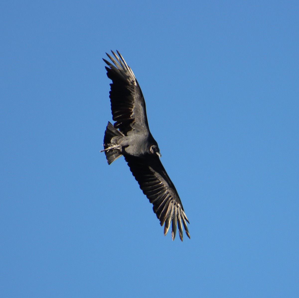 Black Vulture - ML610202234