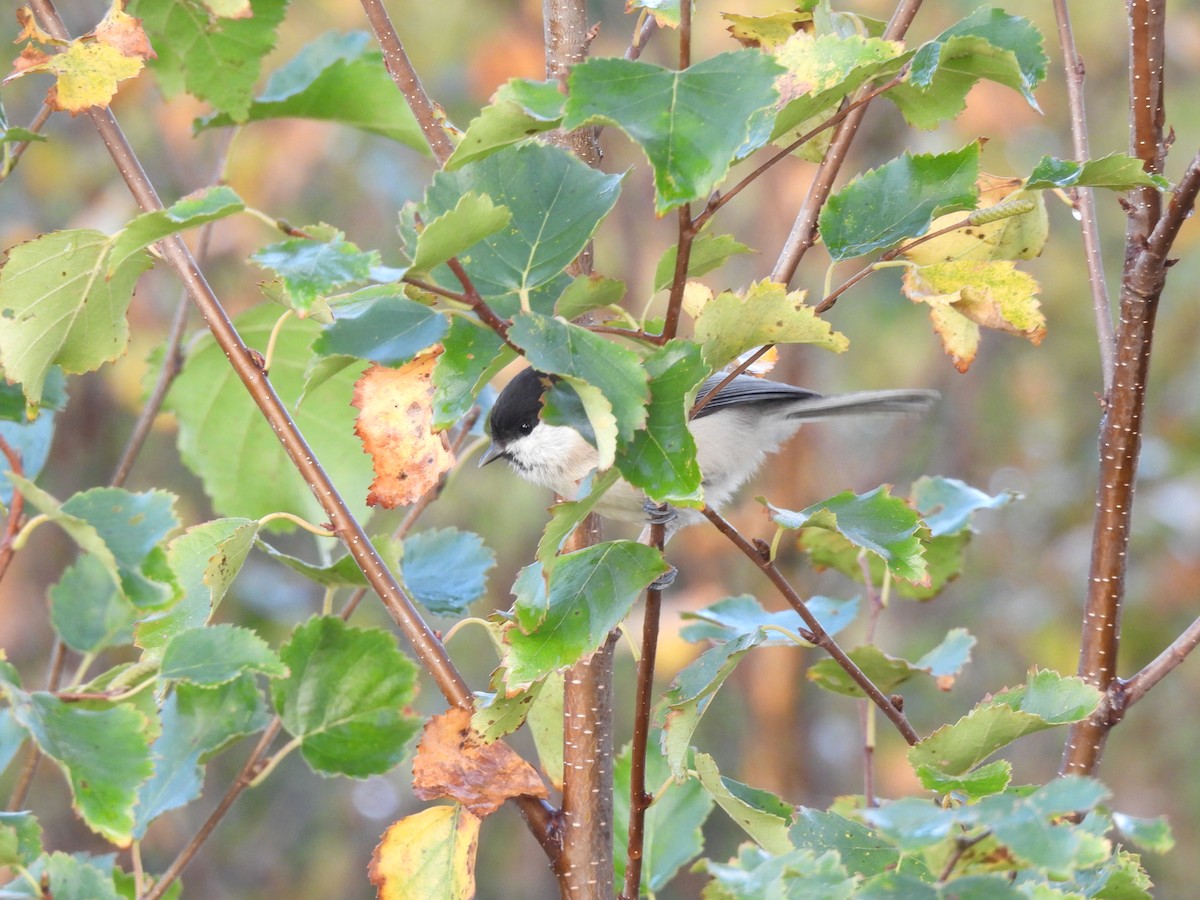 Willow Tit - Stefan  Bruhn