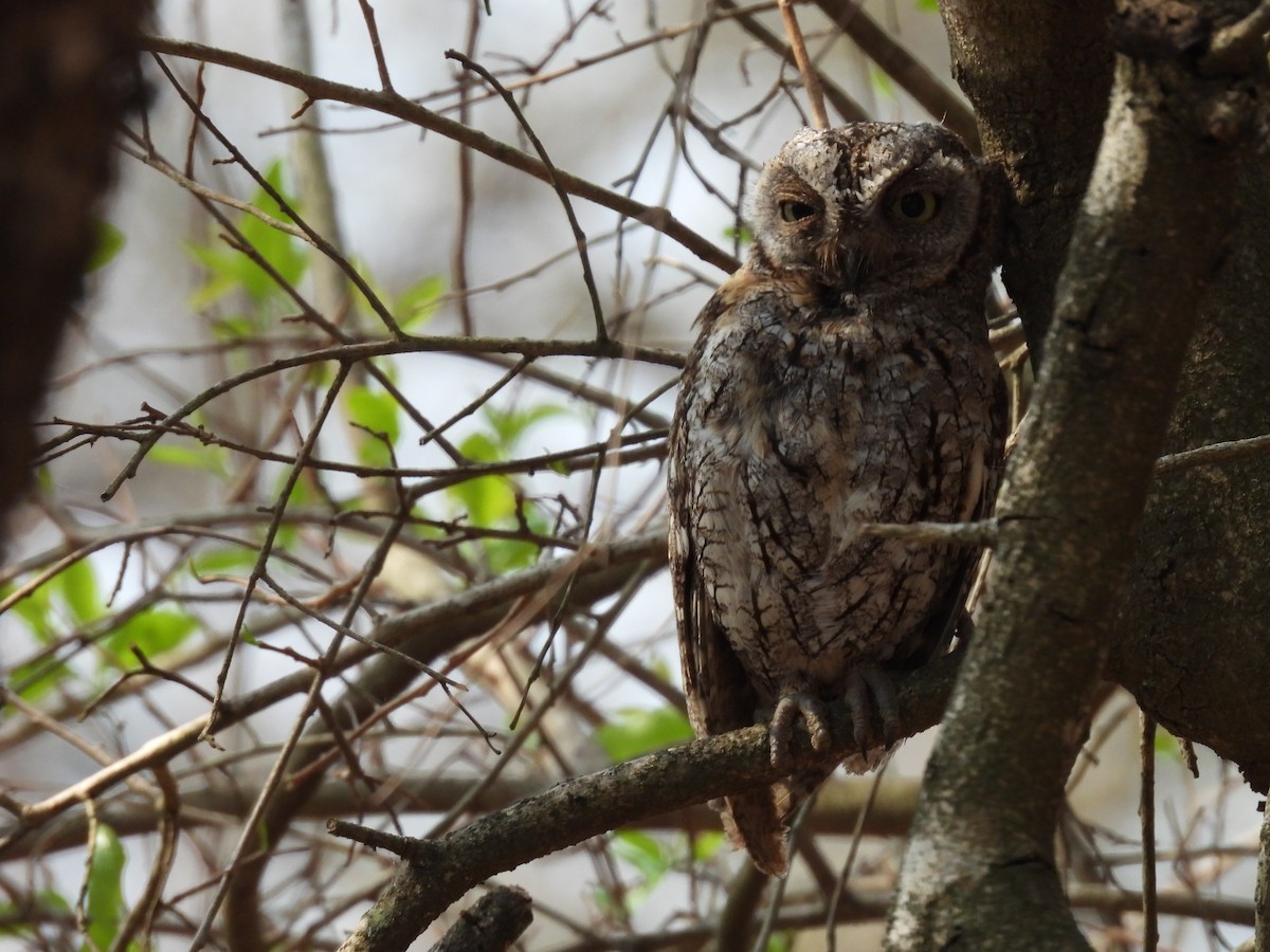 African Scops-Owl - ML610202321