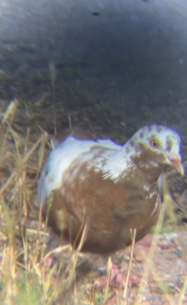 Rock Pigeon (Feral Pigeon) - ML610202370