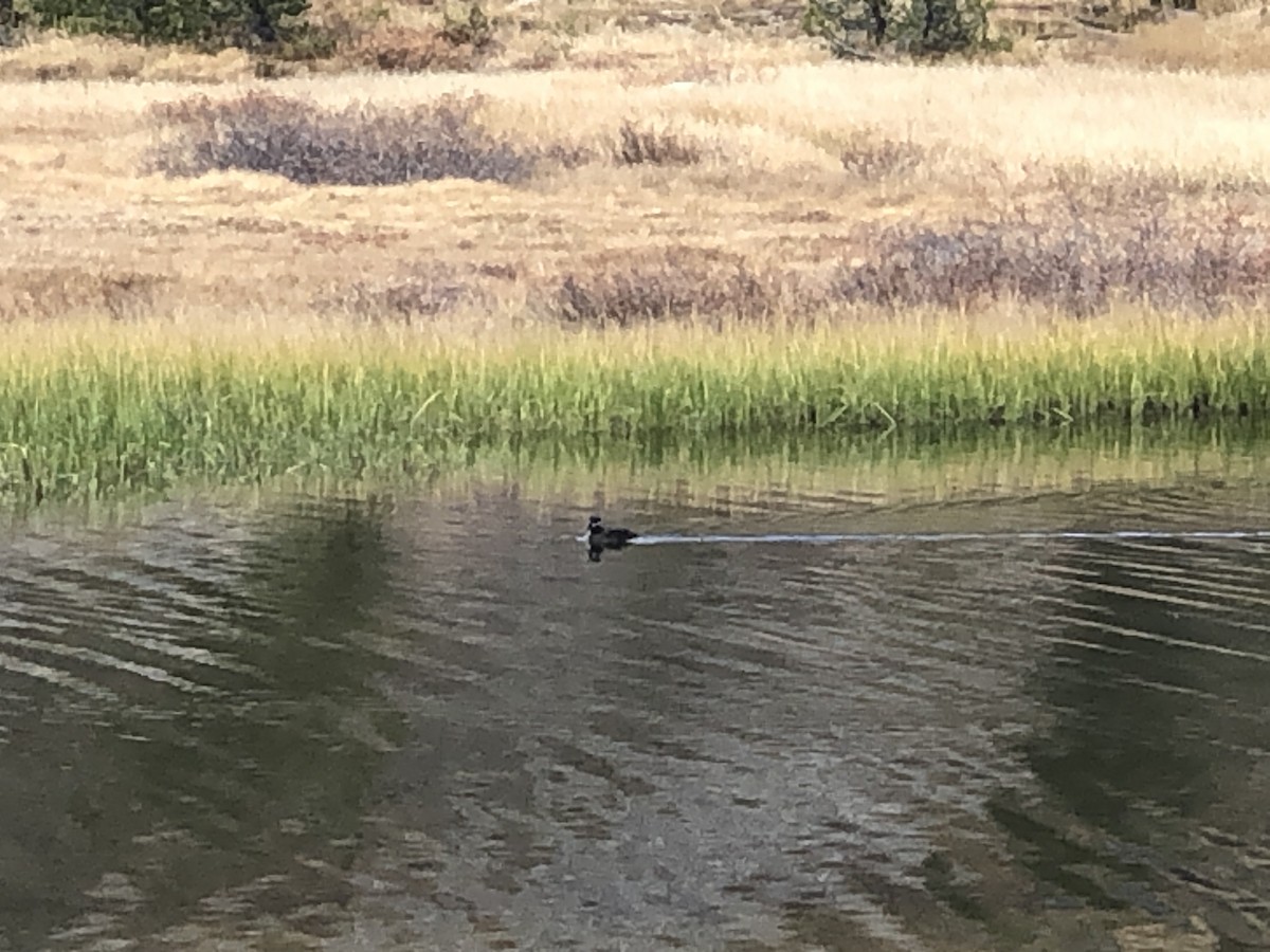 Surf Scoter - ML610202419