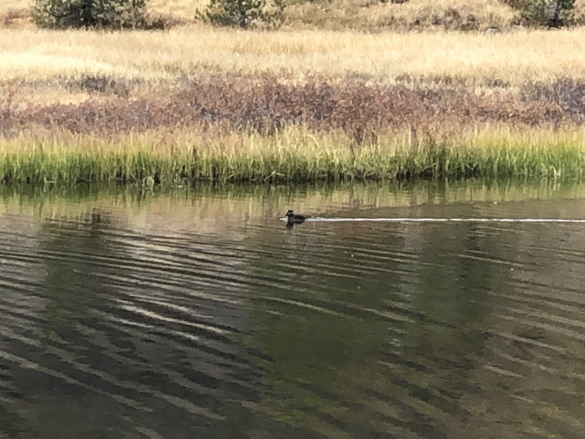 Surf Scoter - ML610202420