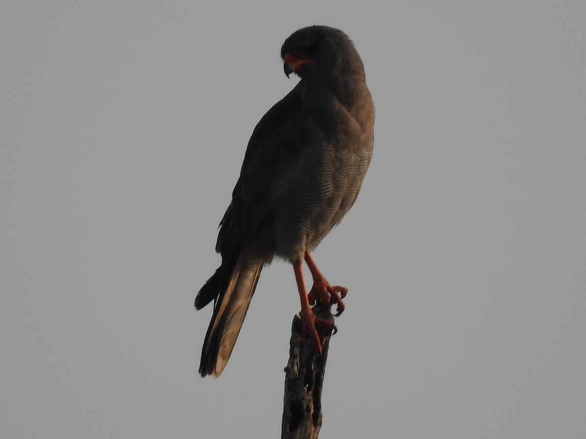 Dark Chanting-Goshawk - ML610202553