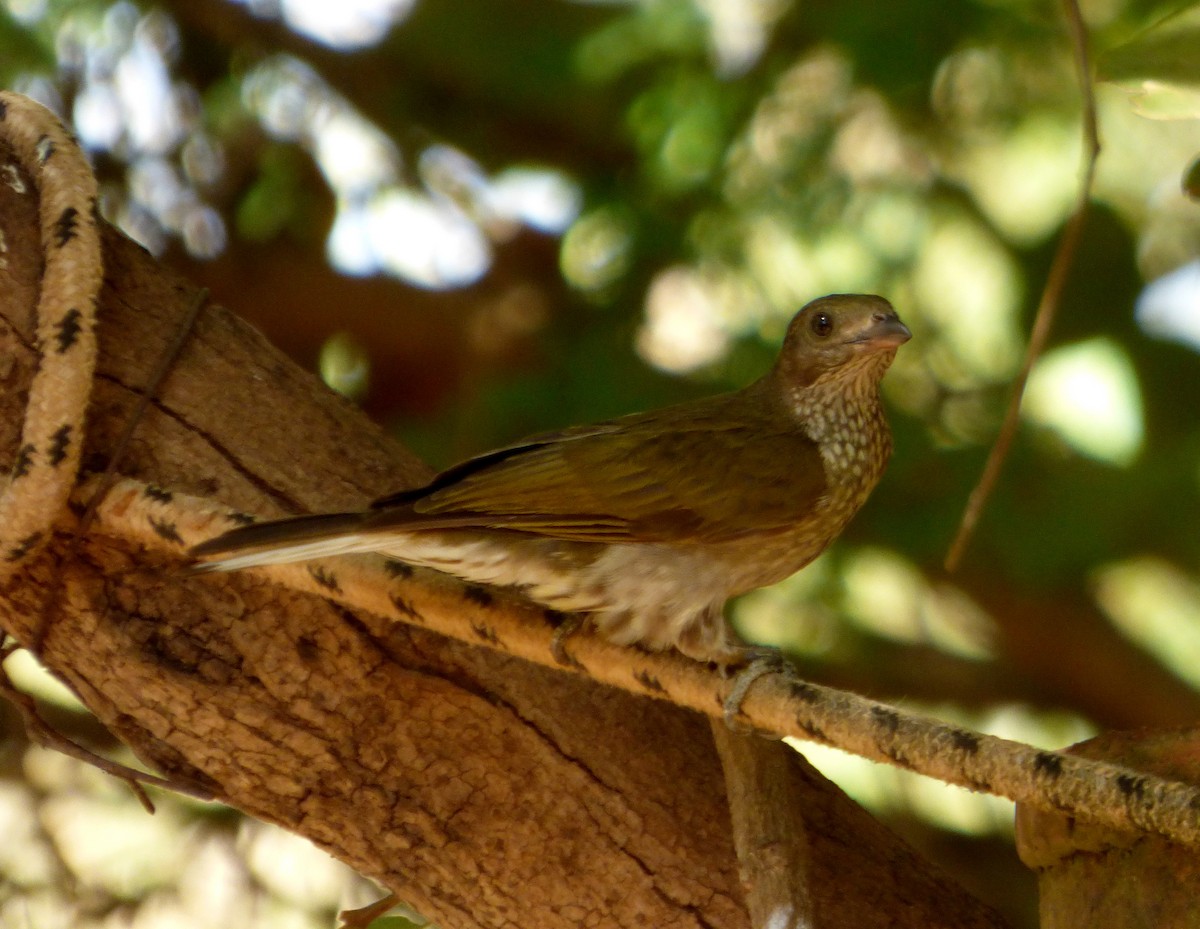 Spotted Honeyguide - ML610202561