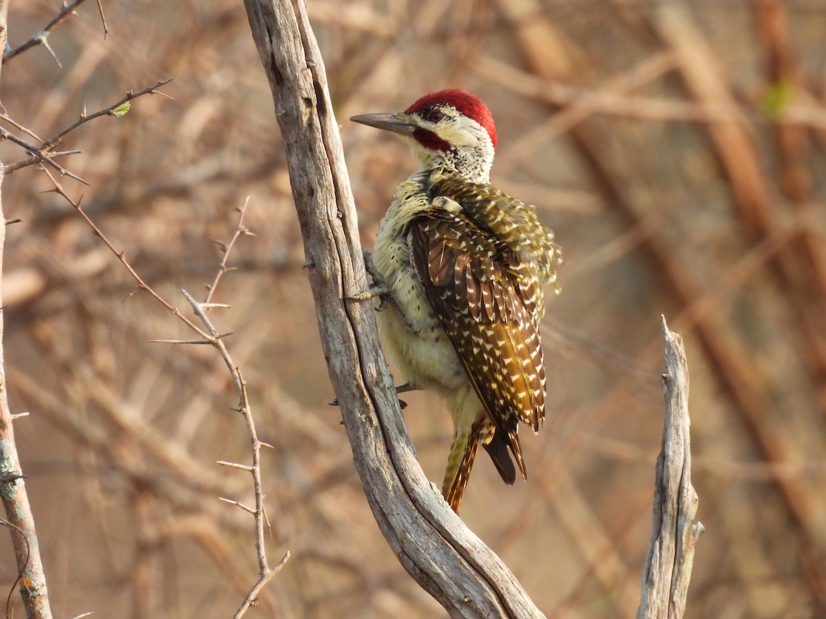 Bennett's Woodpecker - ML610202609