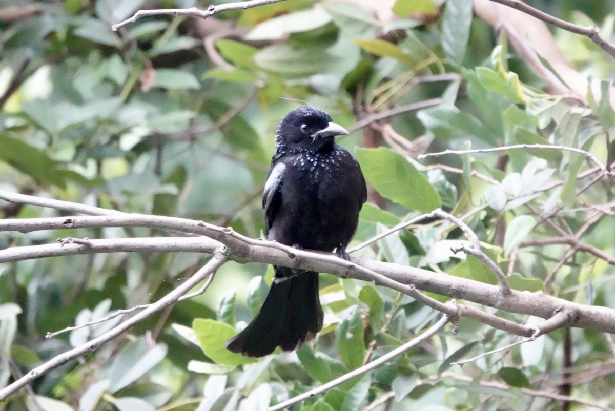 Hair-crested Drongo - Lam Chan