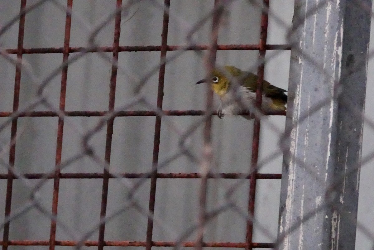 Swinhoe's White-eye - ML610202641