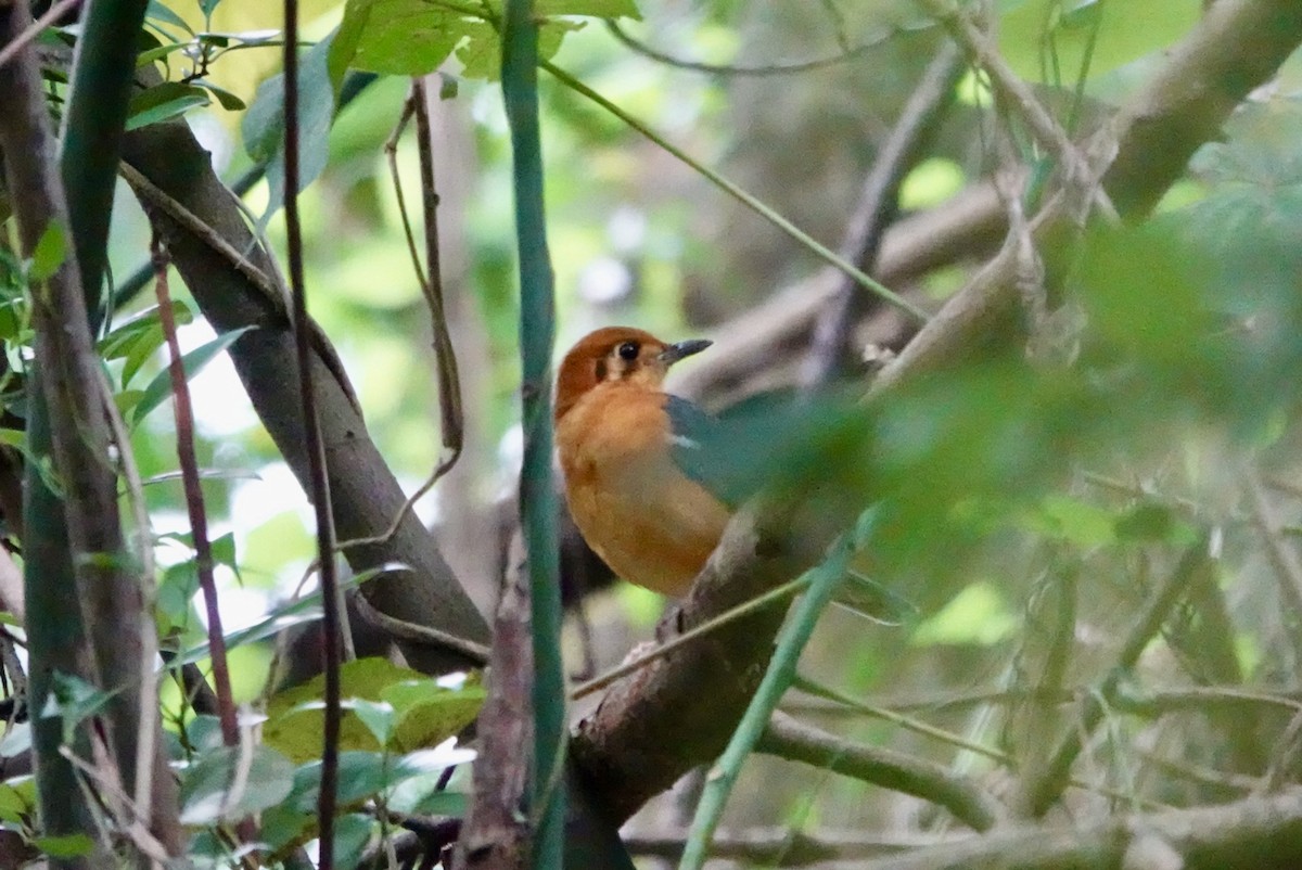 Orange-headed Thrush - ML610202648