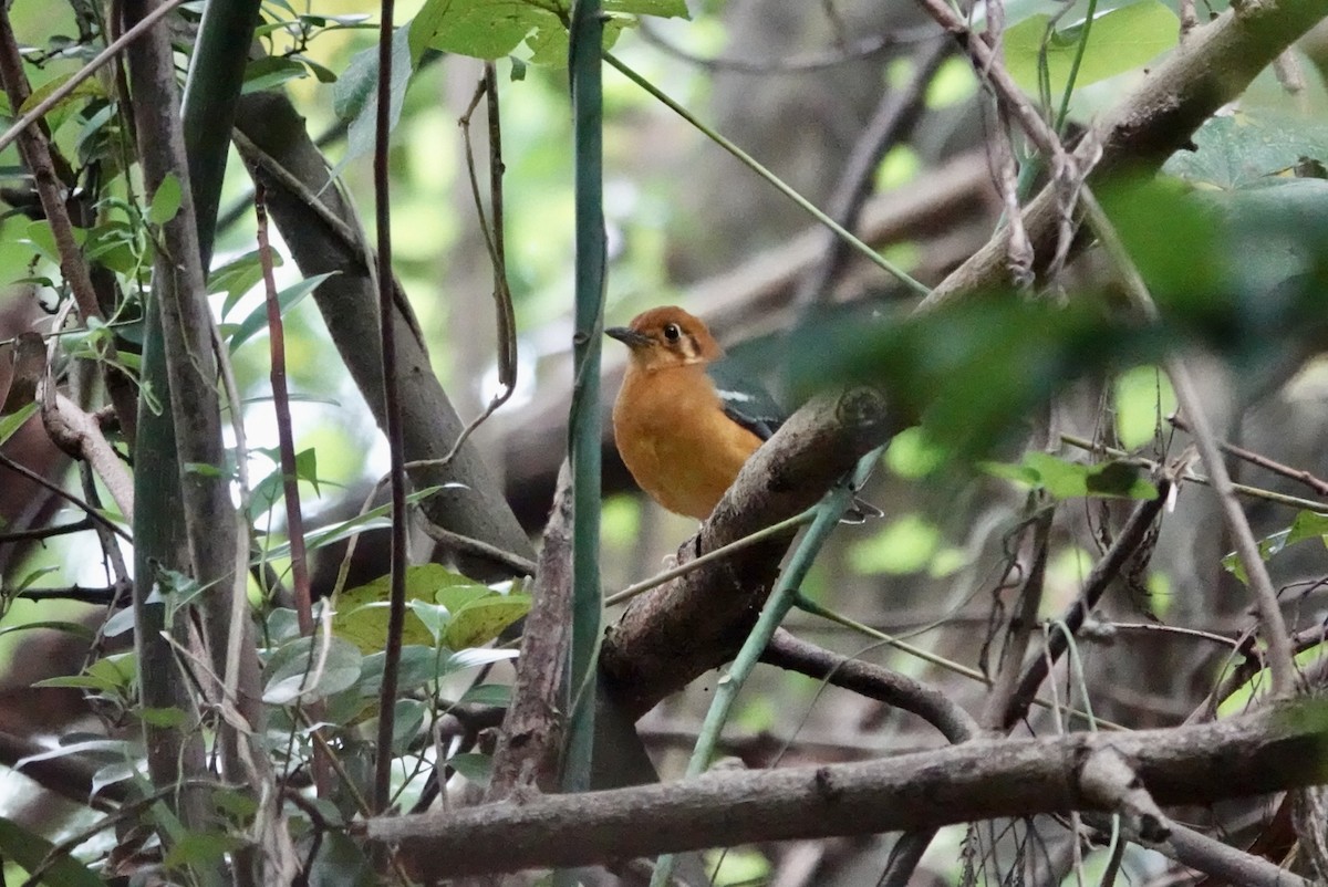 Orange-headed Thrush - ML610202649