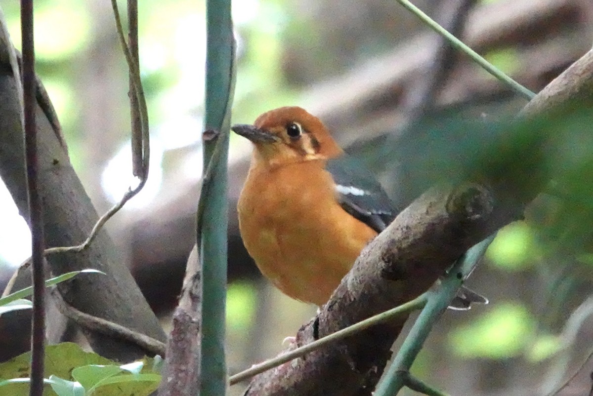 Orange-headed Thrush - ML610202650