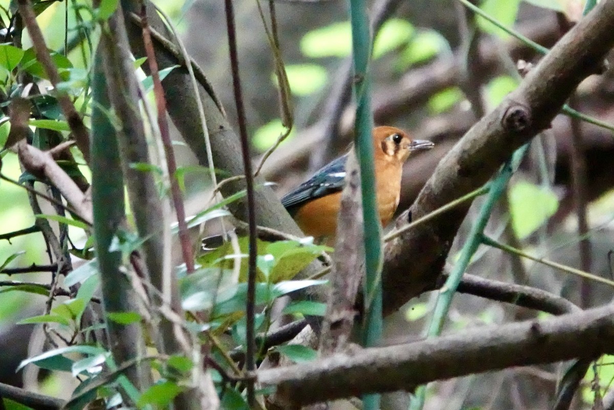 Orange-headed Thrush - ML610202651