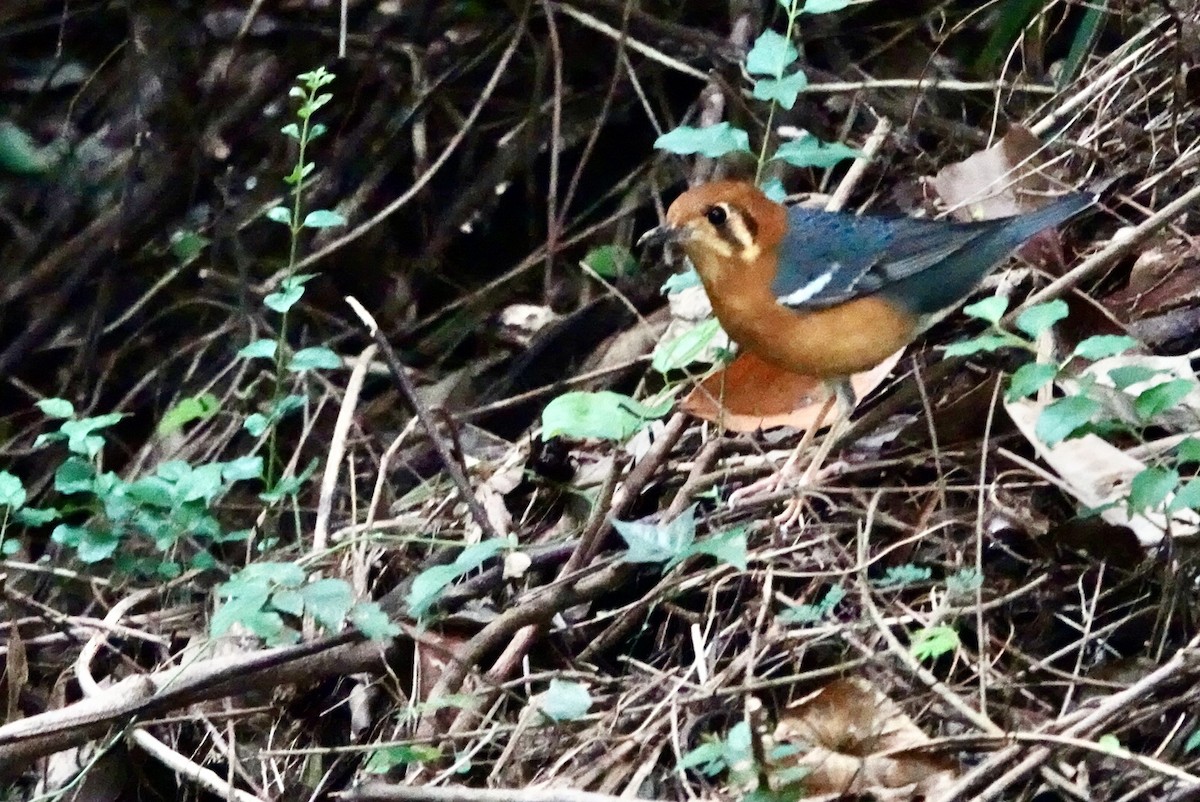 Orange-headed Thrush - Lam Chan