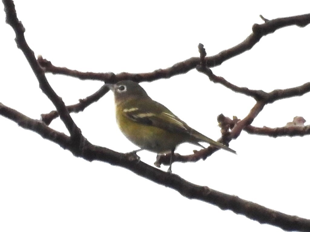 Blue-headed Vireo - ML610202671