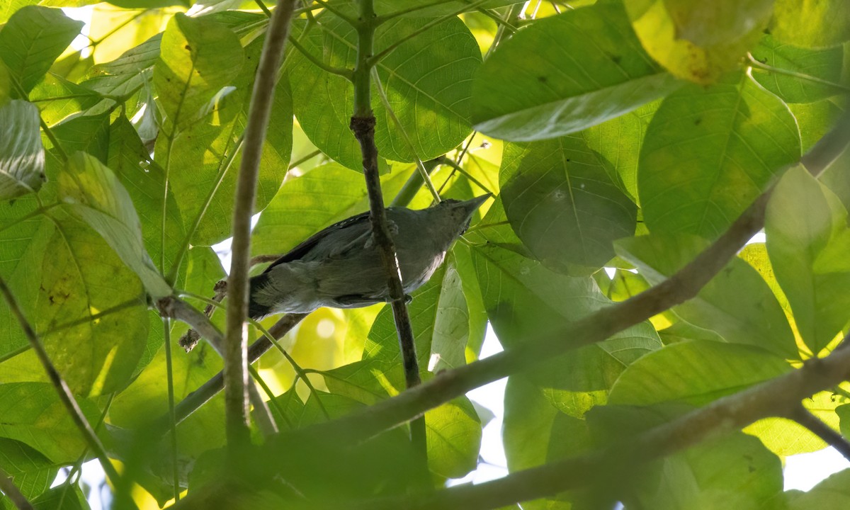 Spot-winged Antshrike - ML610202690