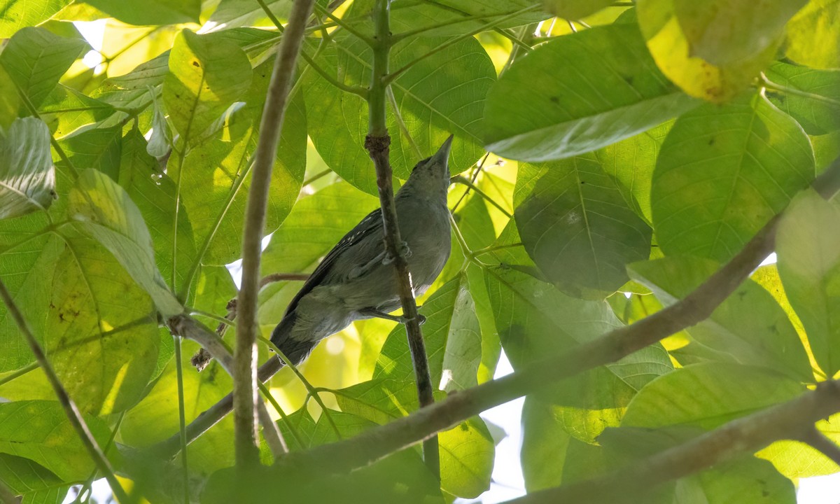 Spot-winged Antshrike - ML610202691