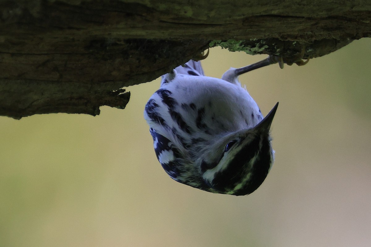 Black-and-white Warbler - ML610202693