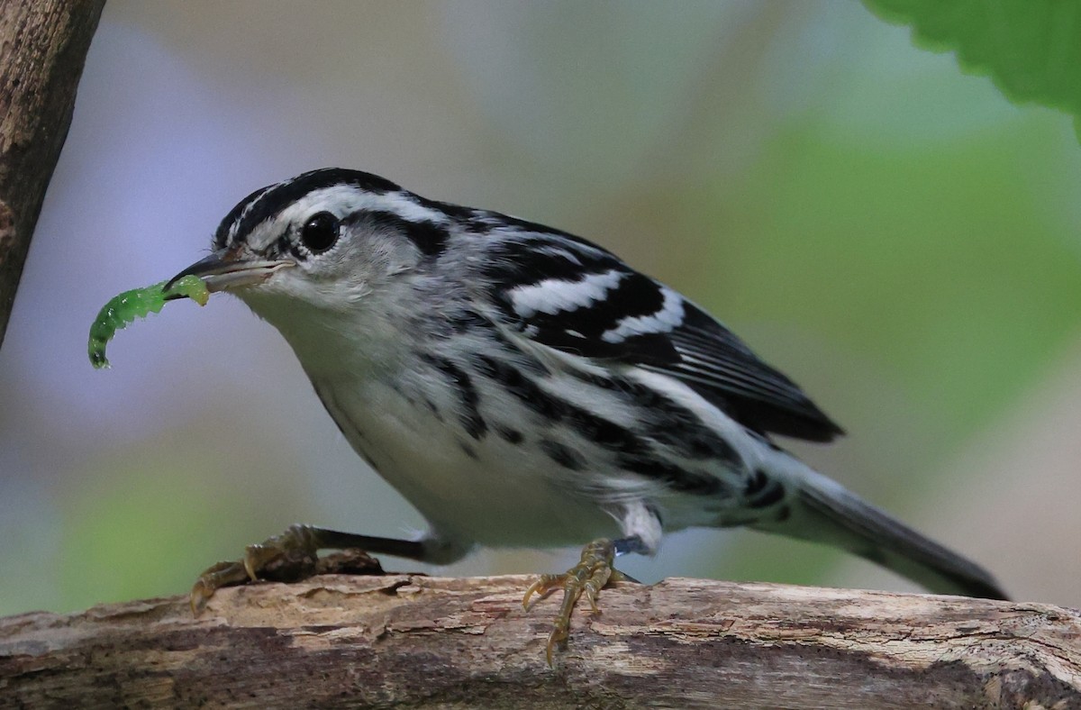 Black-and-white Warbler - ML610202694