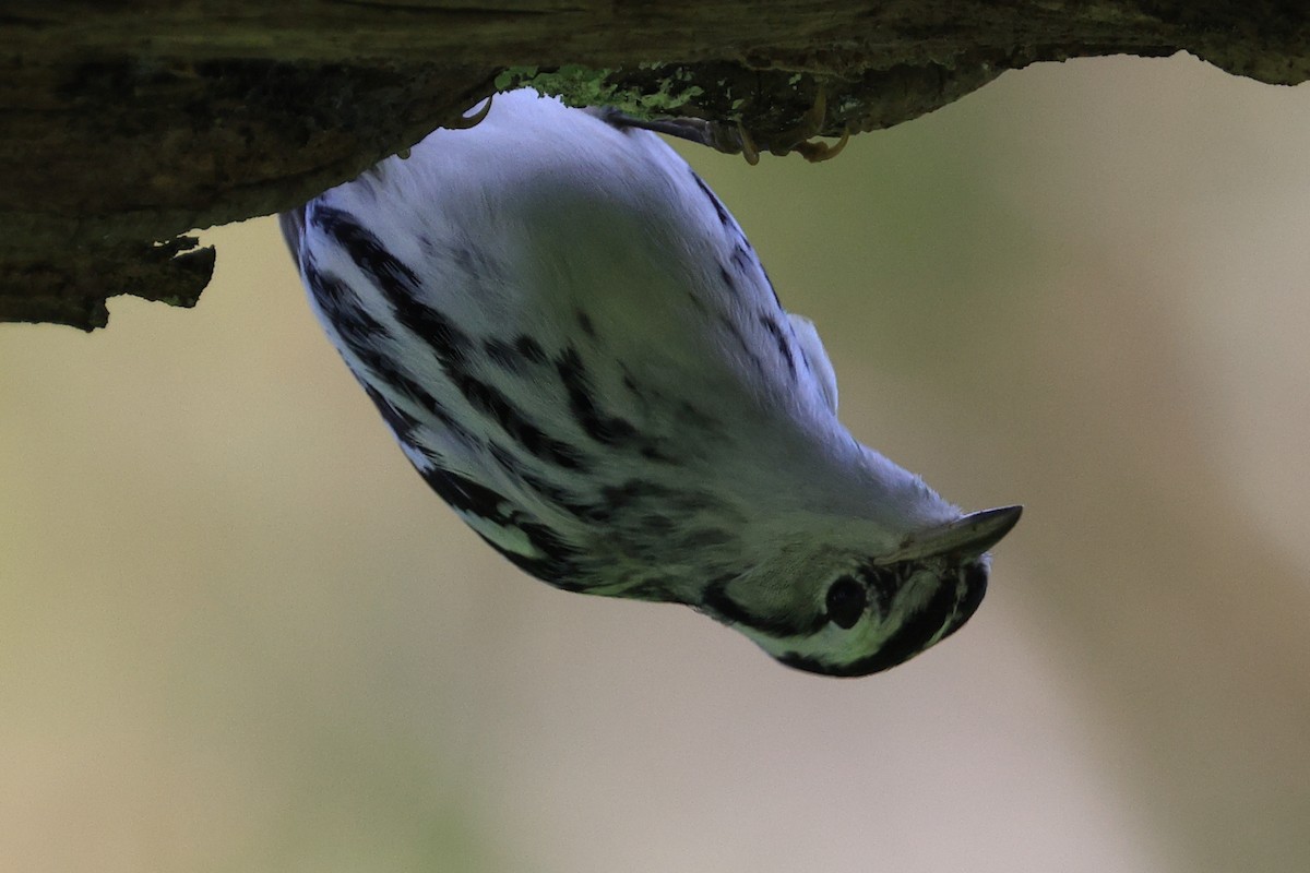 Black-and-white Warbler - ML610202695