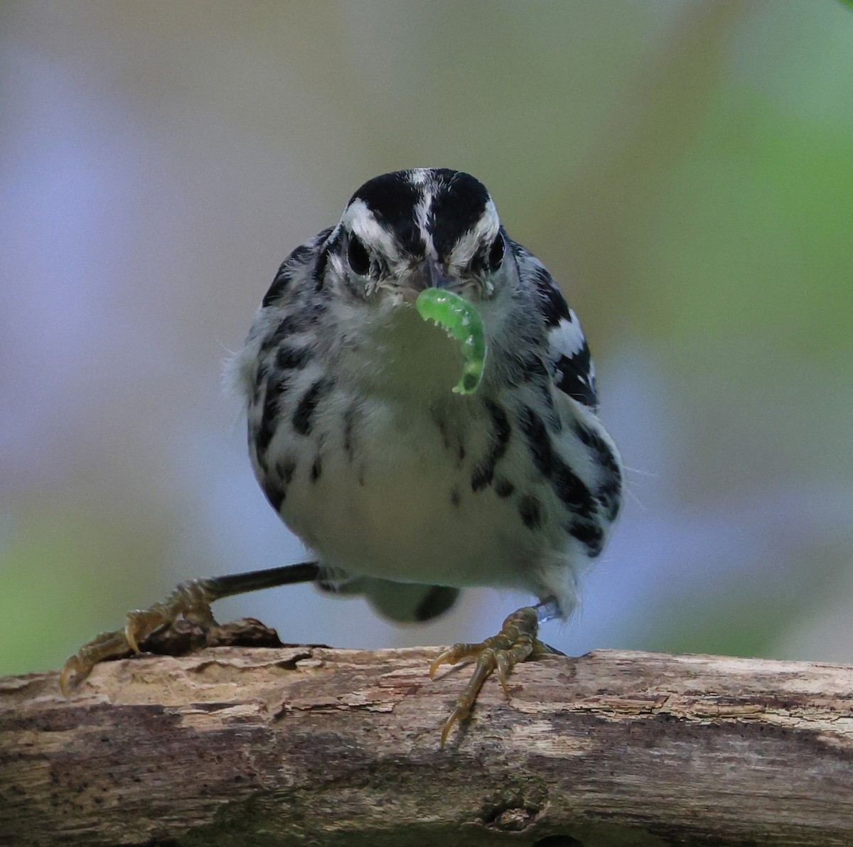 Black-and-white Warbler - ML610202696