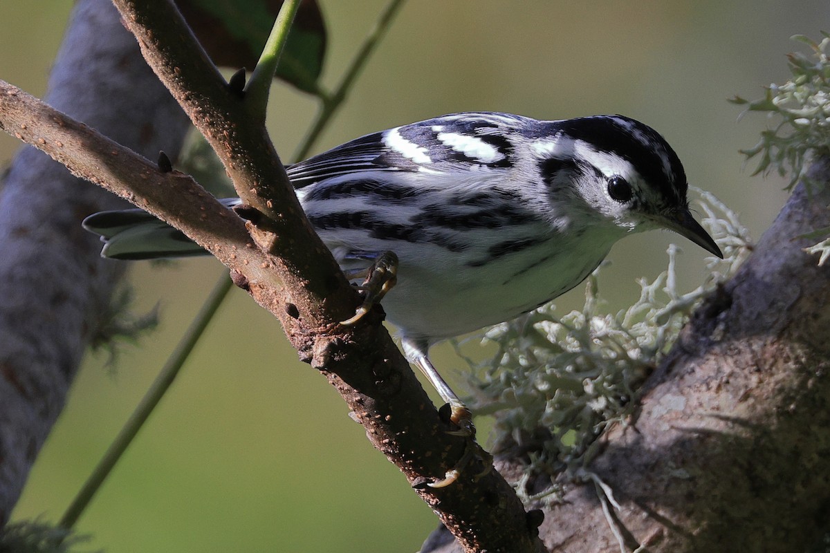 Black-and-white Warbler - ML610202697