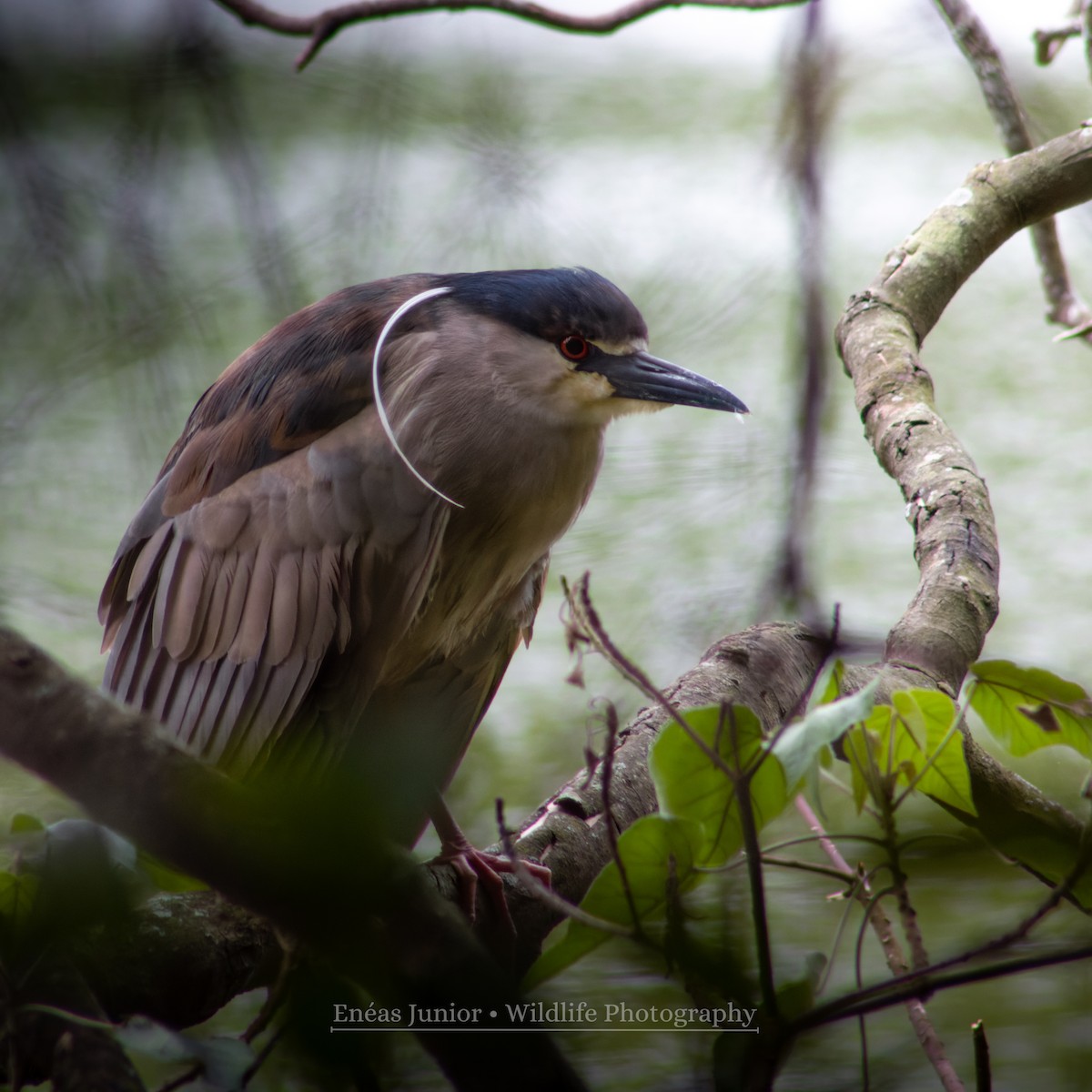 Black-crowned Night Heron - ML610202734