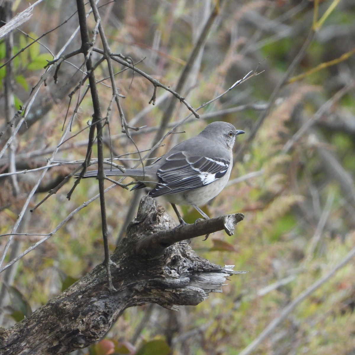 Northern Mockingbird - ML610202763