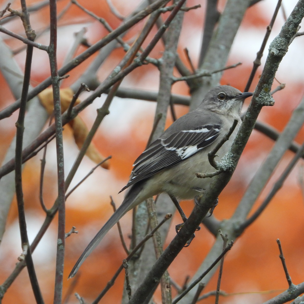 Northern Mockingbird - ML610202780