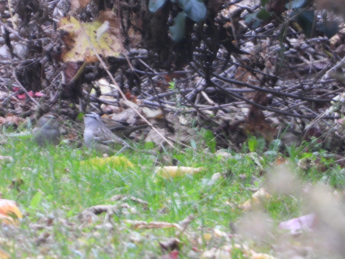 White-crowned Sparrow - ML610202840