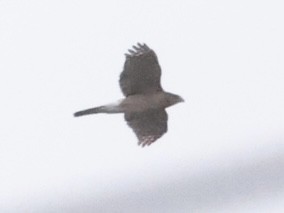 Cooper's Hawk - ML610202901