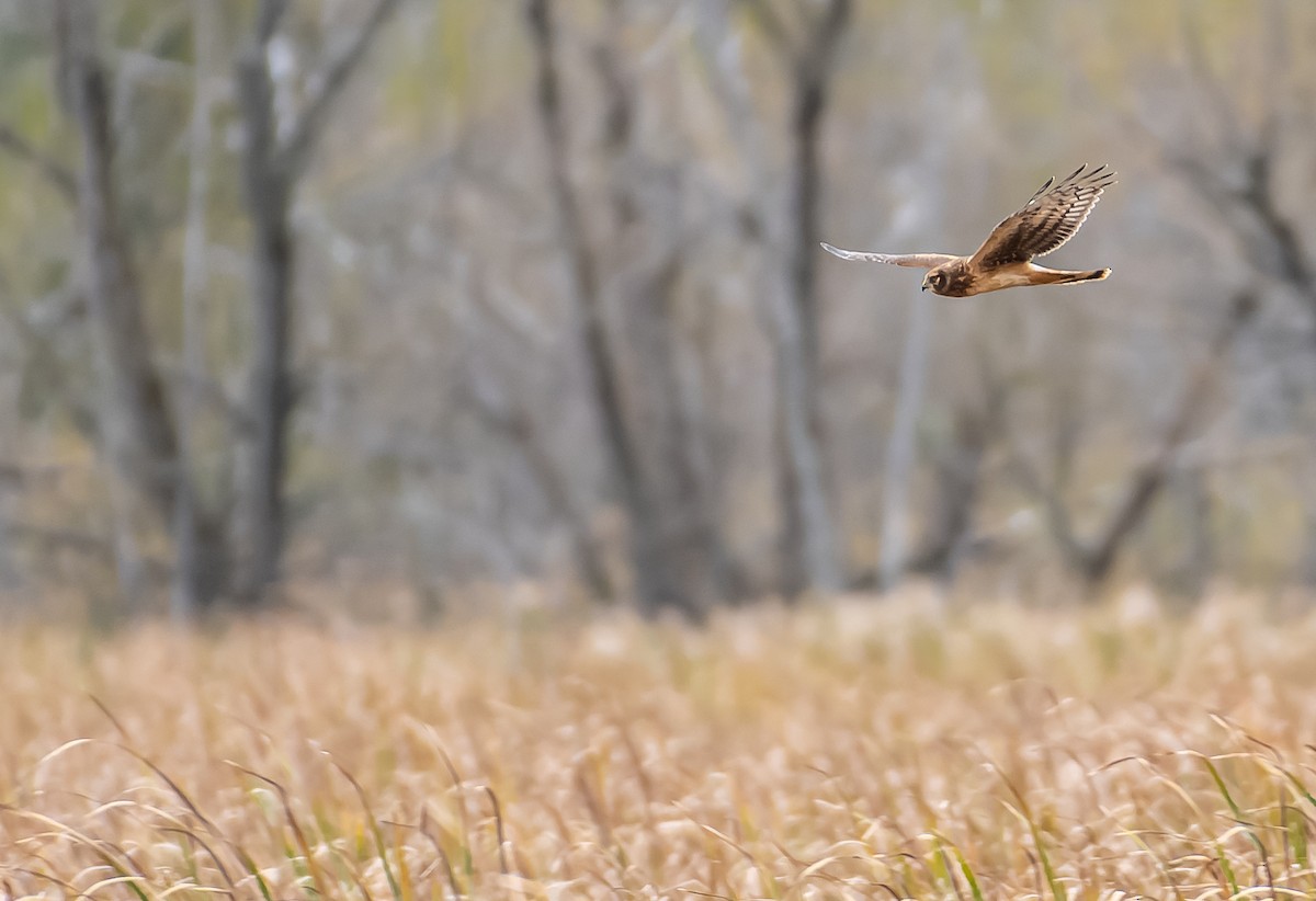 Northern Harrier - ML610202957