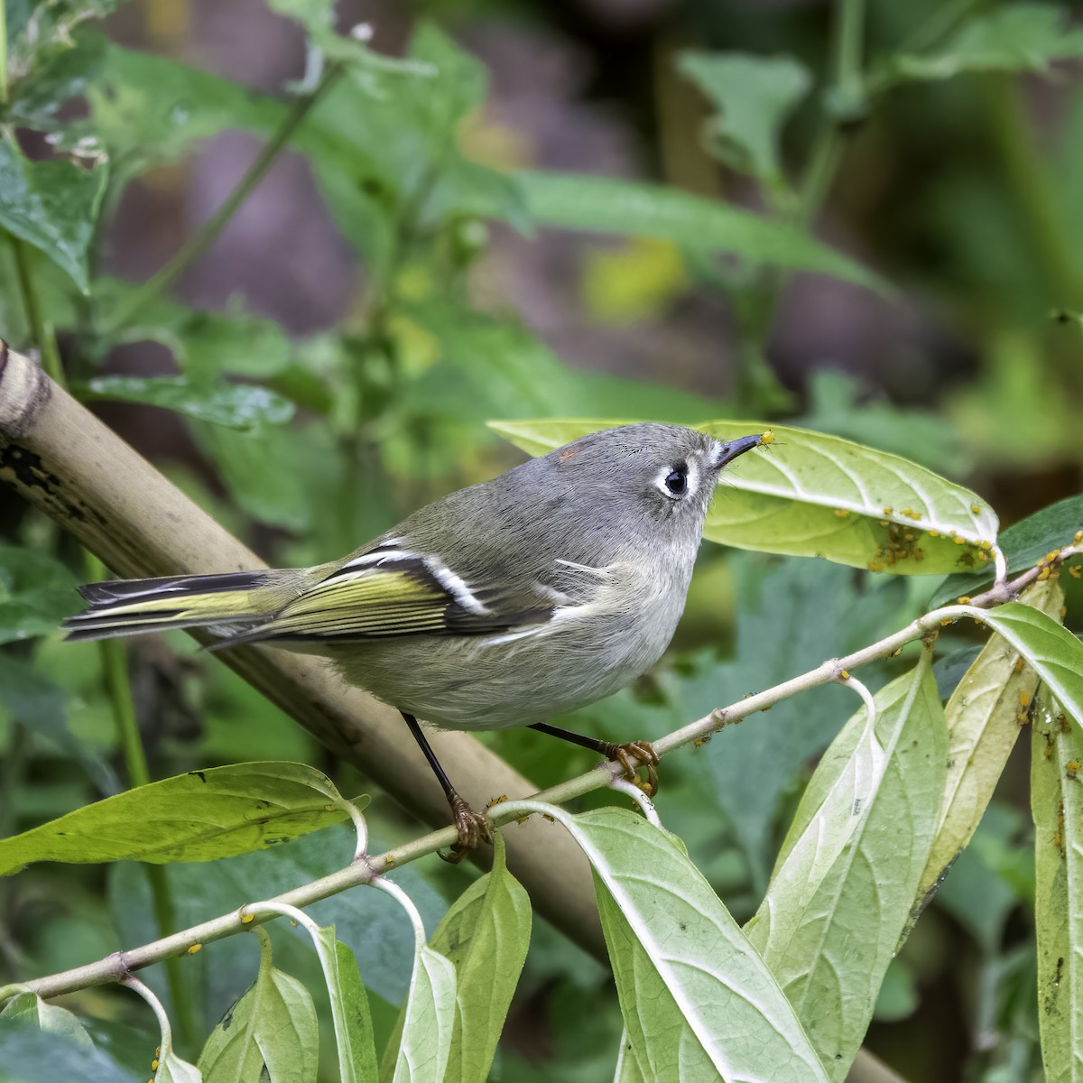 Ruby-crowned Kinglet - ML610202990