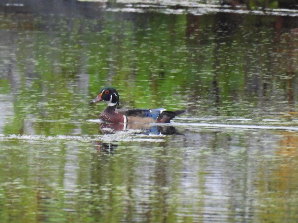 Wood Duck - ML610203001