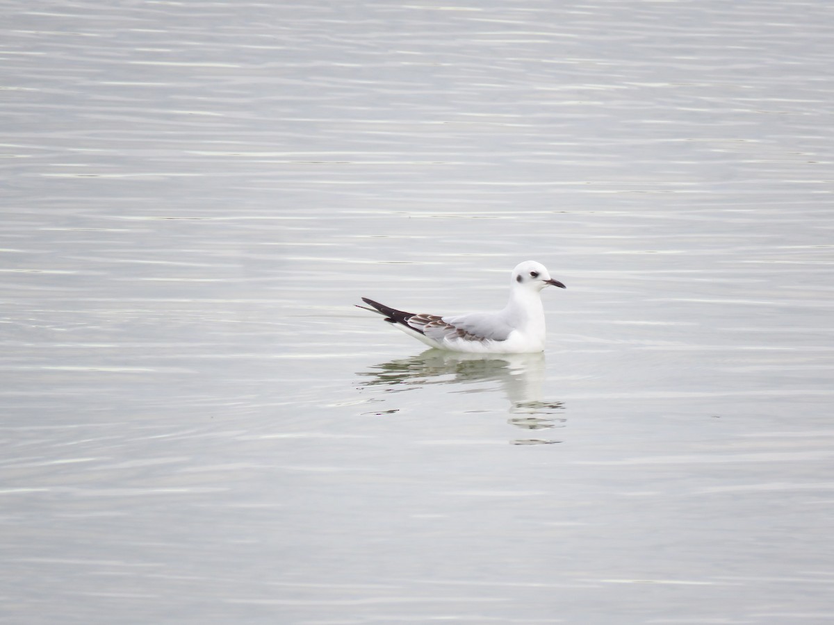 Bonaparte's Gull - Ken Orich