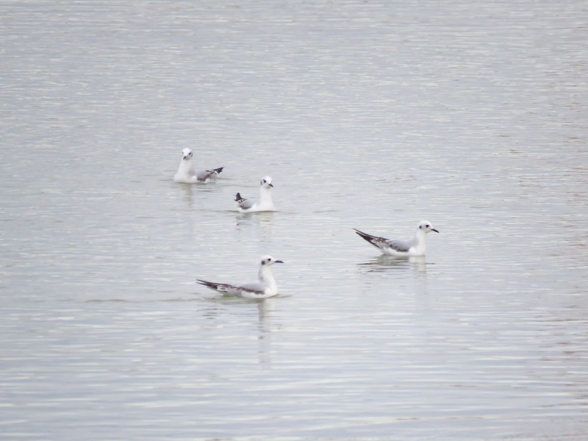 Bonaparte's Gull - Ken Orich