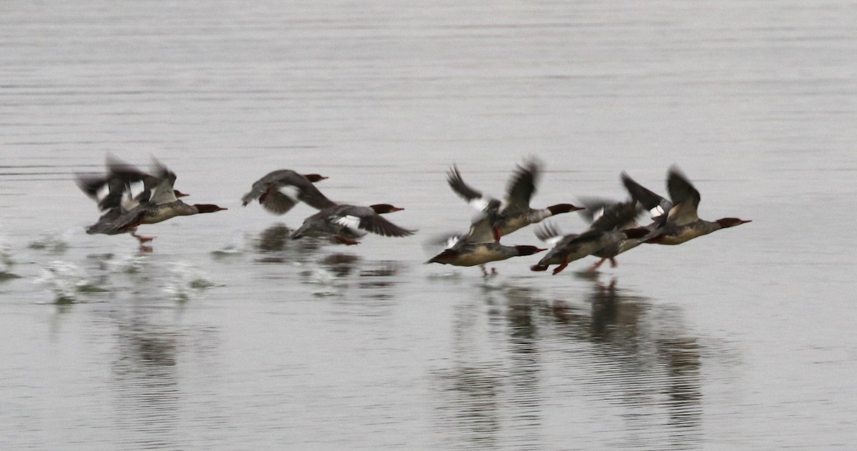 Common Merganser - ML610203015