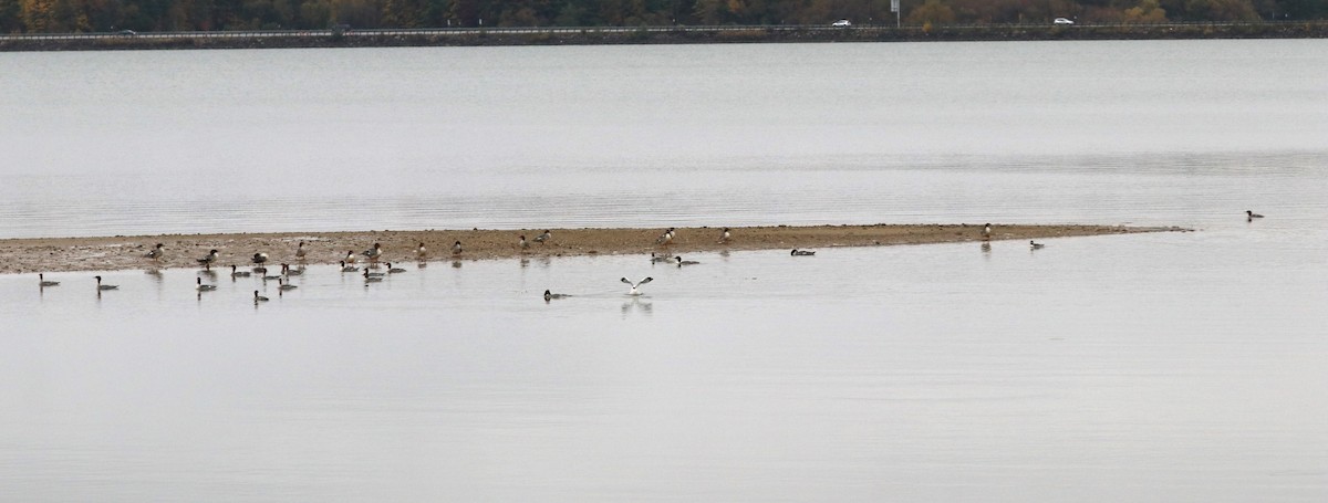 Common Merganser - ML610203016