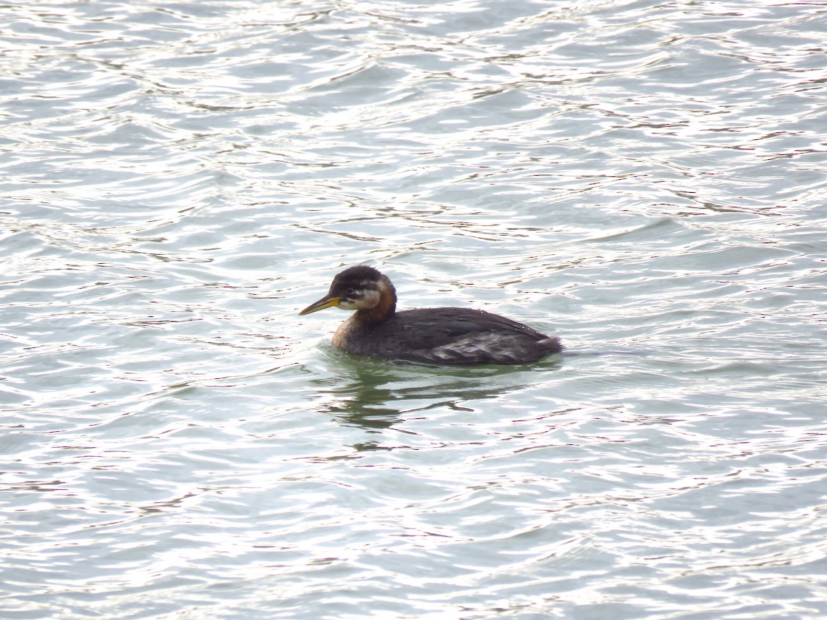 Red-necked Grebe - Ken Orich