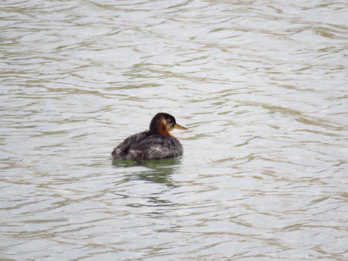 Red-necked Grebe - Ken Orich