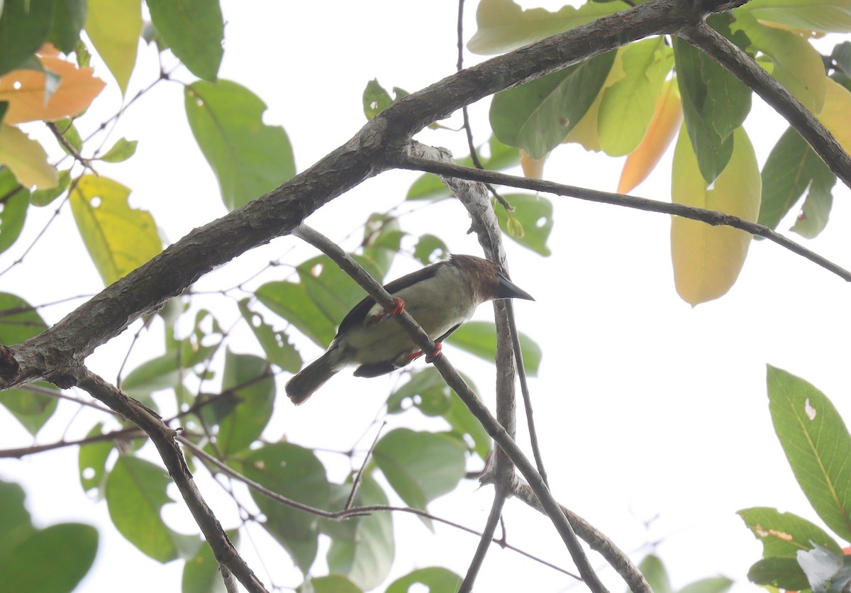 Sooty Barbet - ML610203051