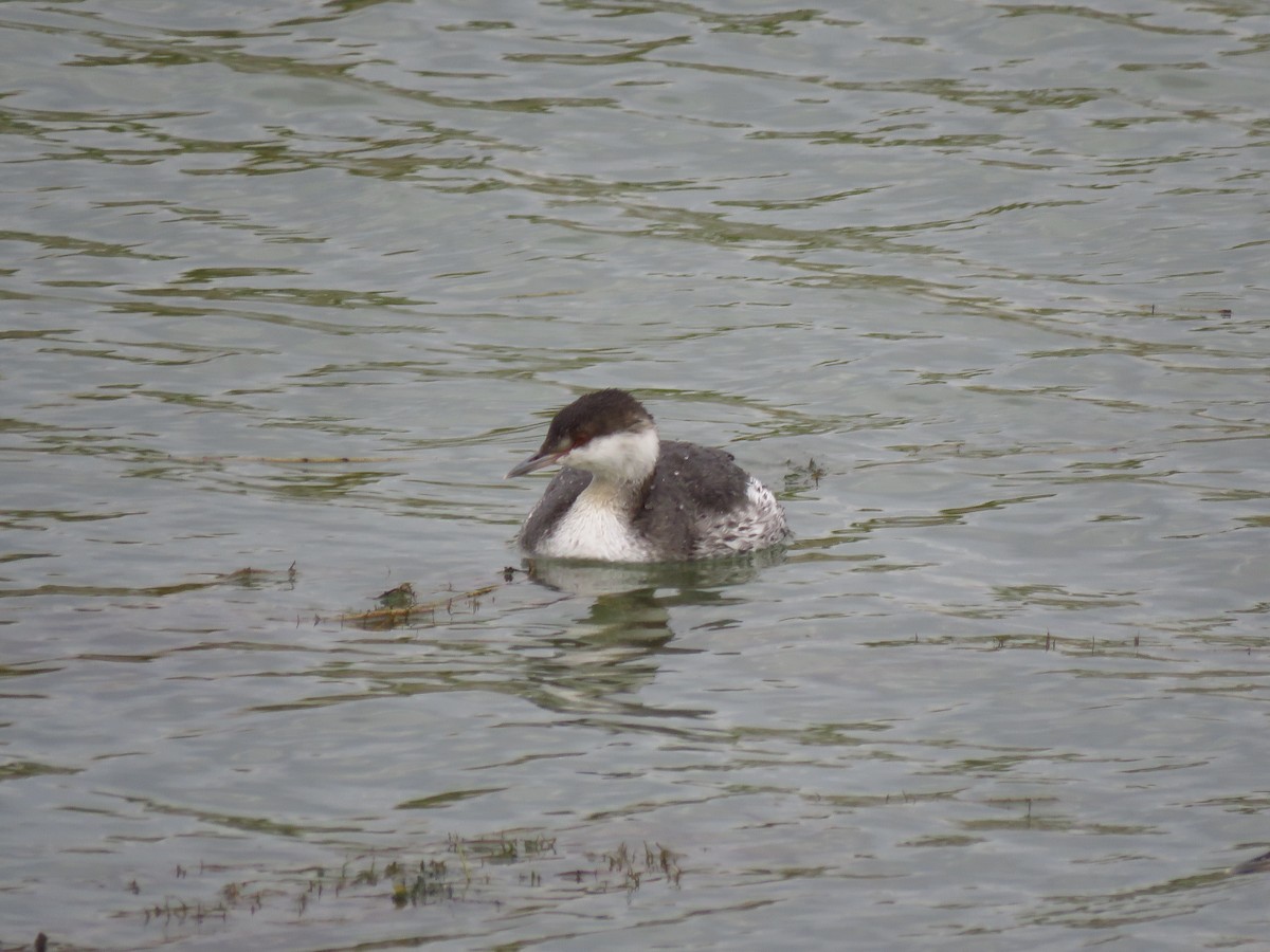 Horned Grebe - ML610203056