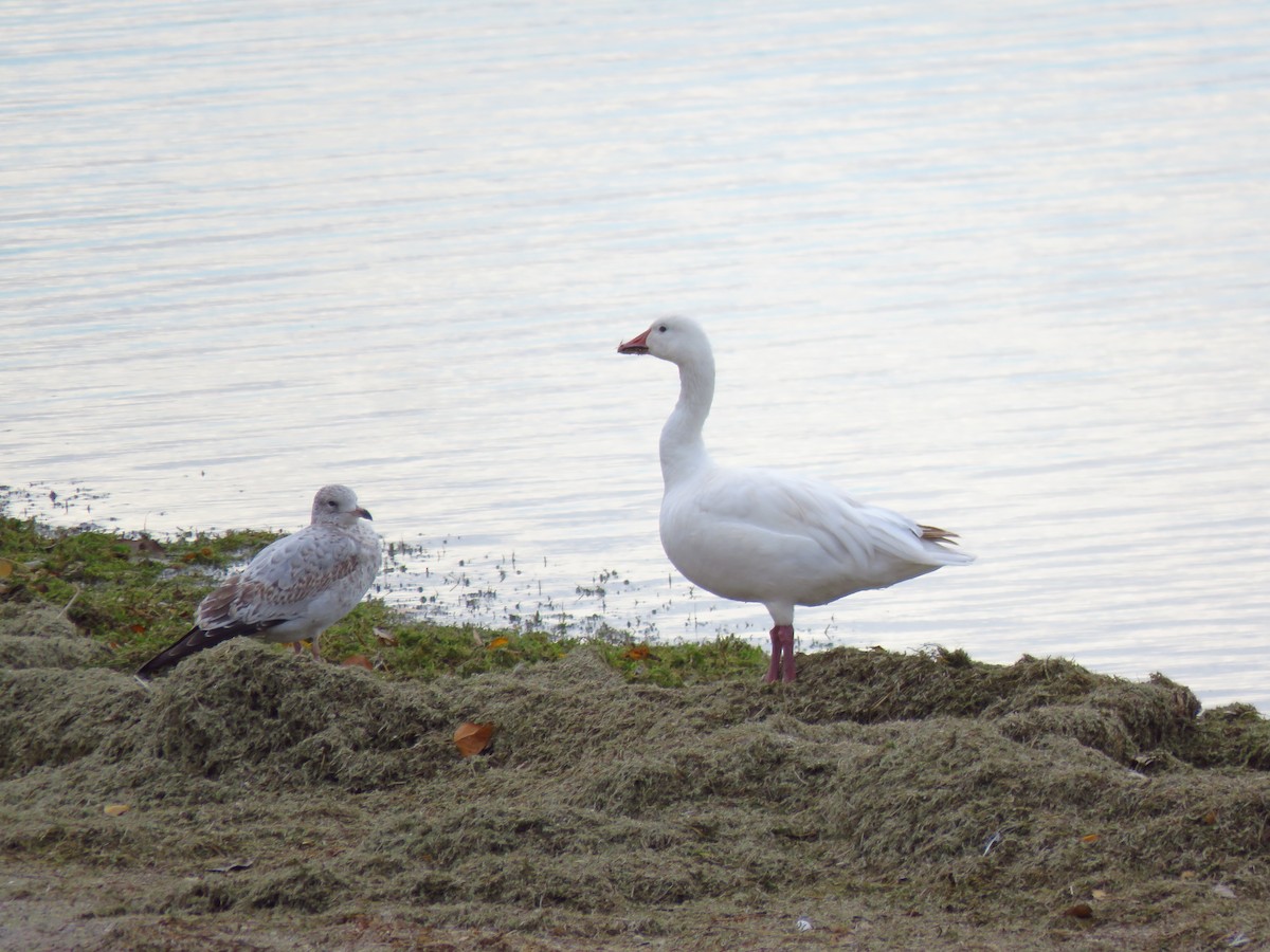 Snow Goose - ML610203066