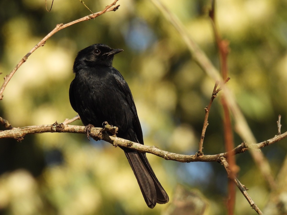 Southern Black-Flycatcher - joe trig