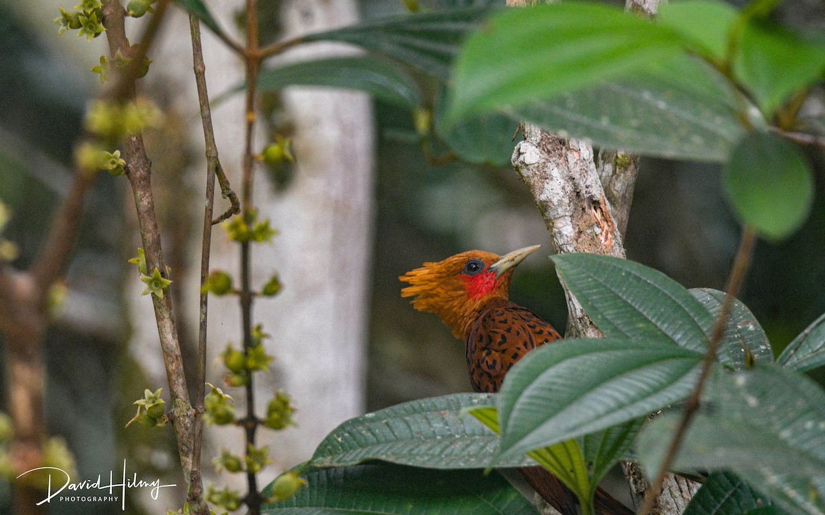 Chestnut-colored Woodpecker - ML610203269