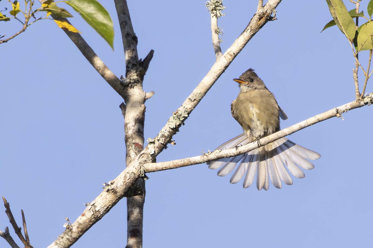 Greater Pewee - ML610203335