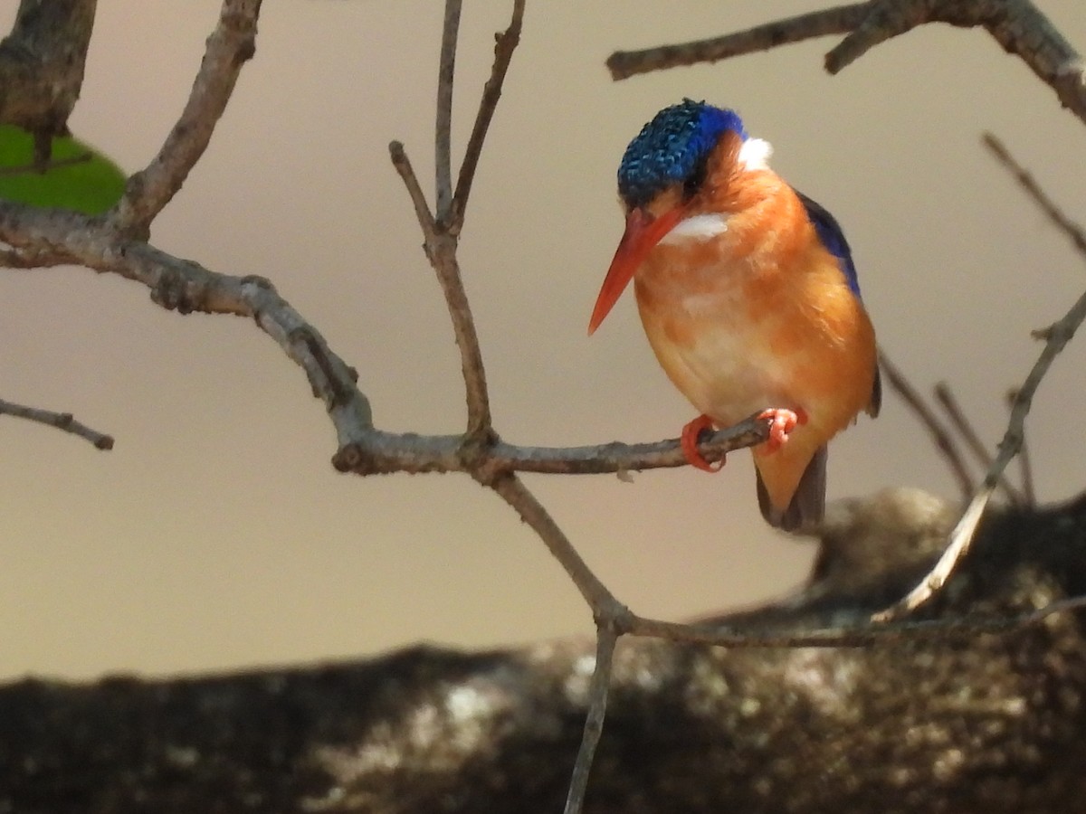 Malachite Kingfisher - joe trig