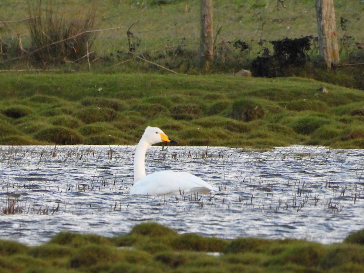 Whooper Swan - ML610203373