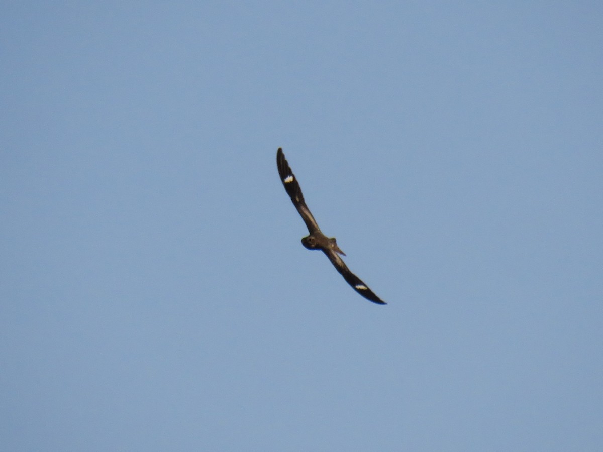 Common Nighthawk - Matthias van Dijk